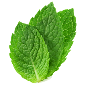 mint PNG-24658